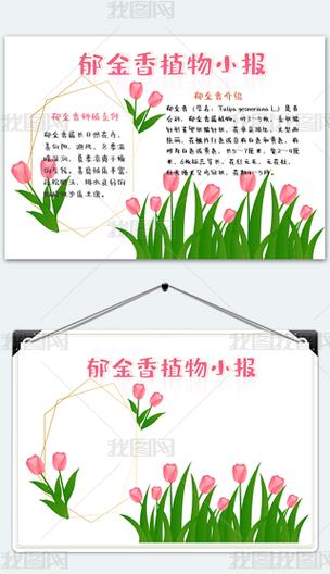 郁金香的简单介绍 郁金香的简单介绍
