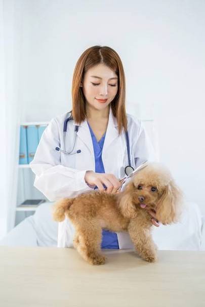 宠物美容师多少钱一个月