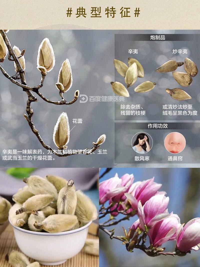 辛夷花长期喝有毒吗