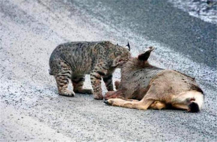 狼和猞猁的打斗视频截图1