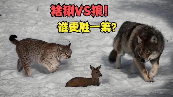 狼和猞猁的打斗视频截图2