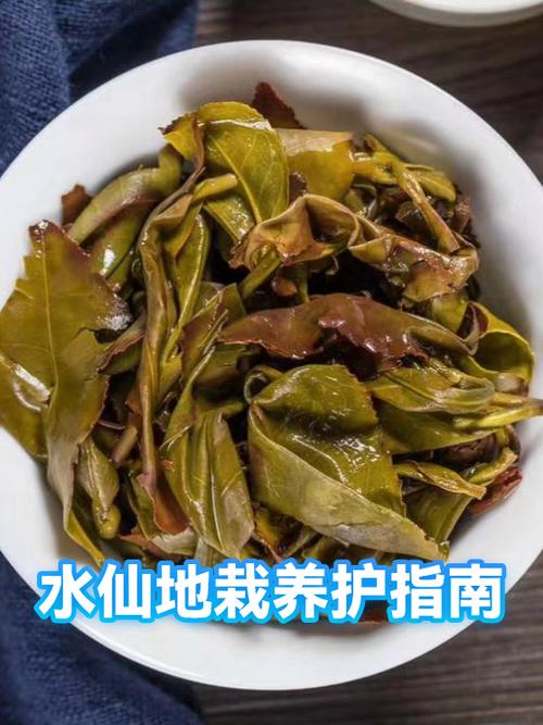 水仙花水培还是土培好