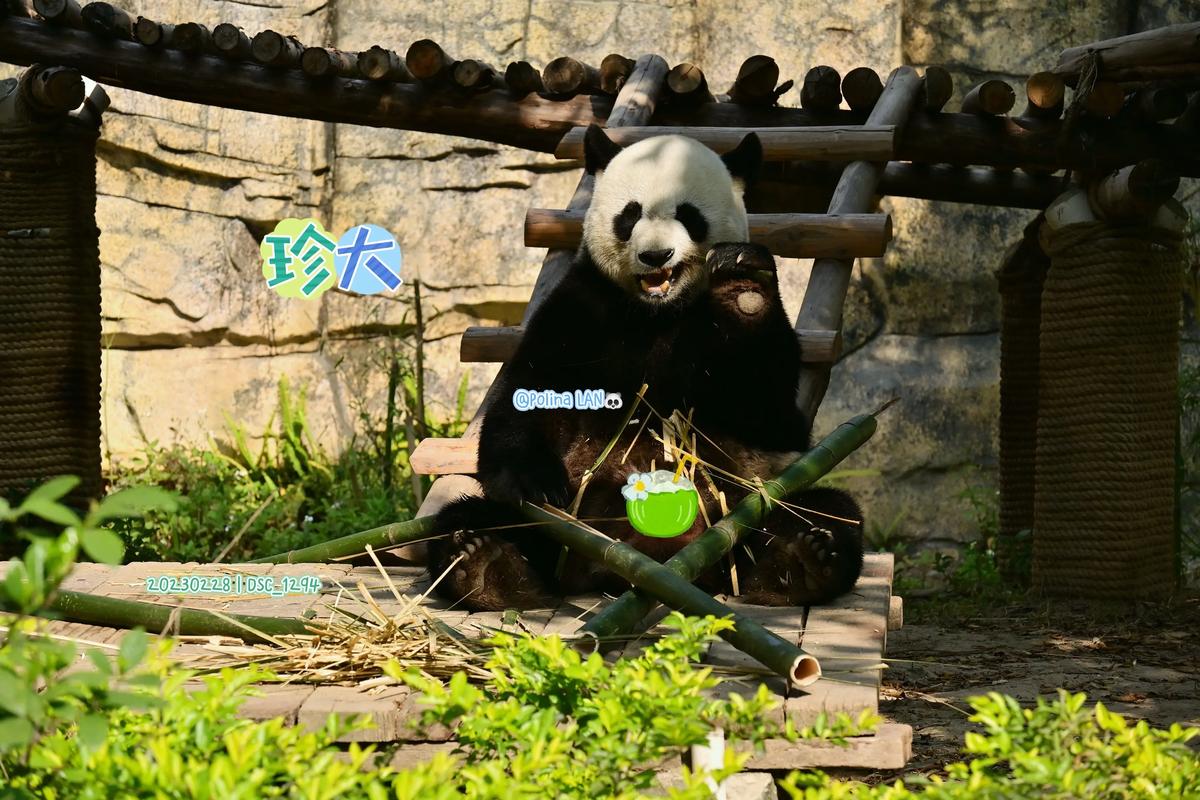 大熊猫是珍贵还是宝贵