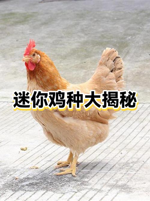 迷你世界小鸡怎么繁殖