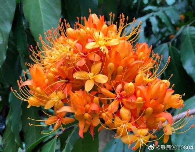 无忧花又叫什么花名 无忧花又叫什么花名