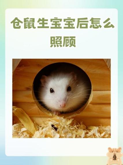 仓鼠妈妈不和宝宝一起睡截图2