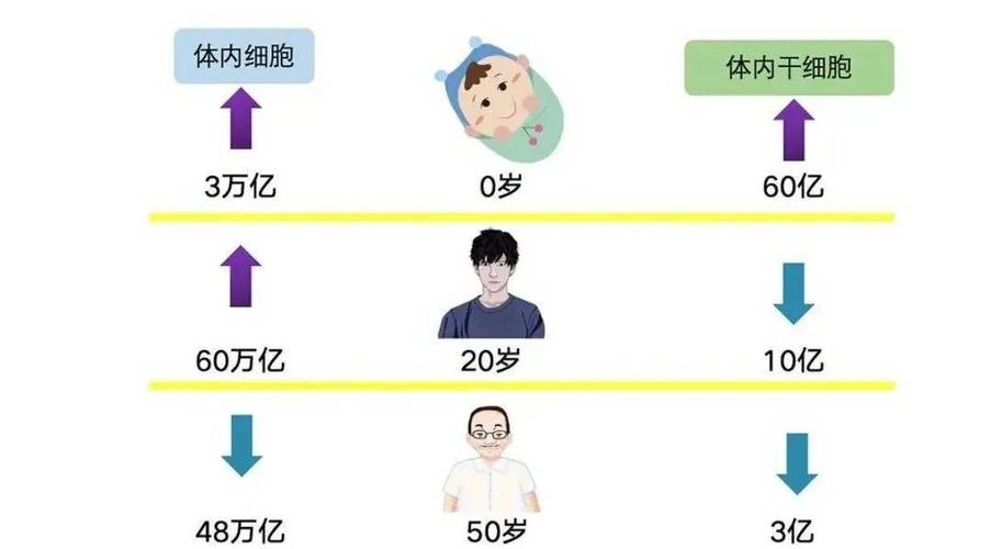 干细胞一般寿命几年 干细胞一般寿命几年
