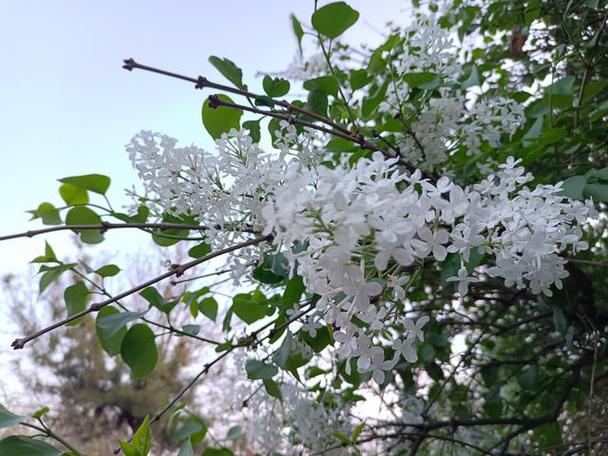 丁香花对联