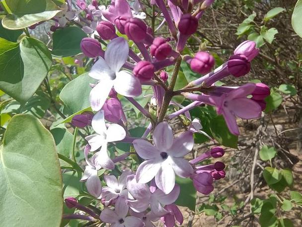 丁香花对联截图2