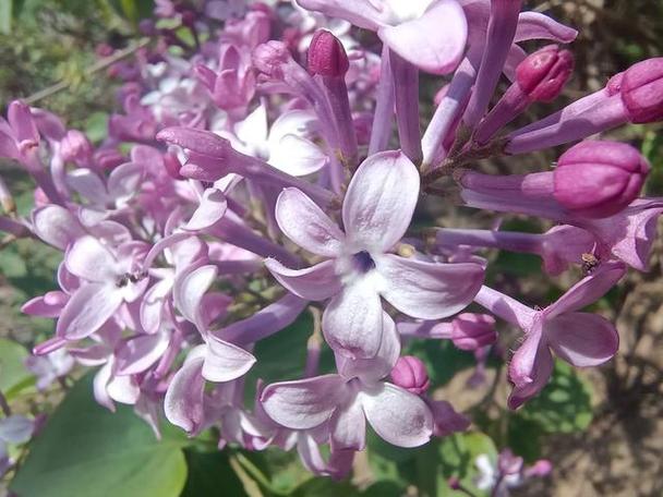 丁香花对联截图3