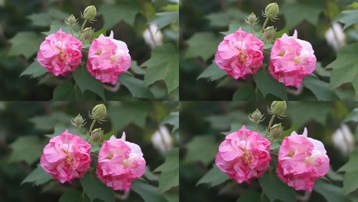 芙蓉视频