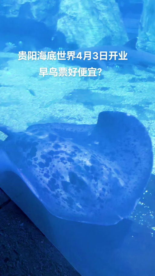 早鸟版和标准版的区别