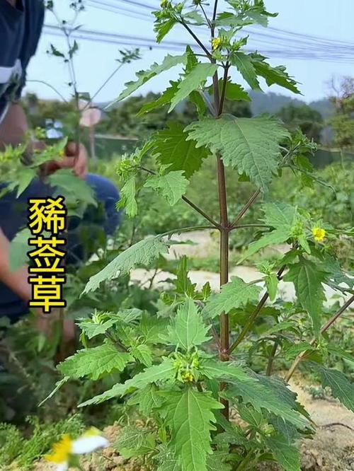 豨莶草又叫什么名