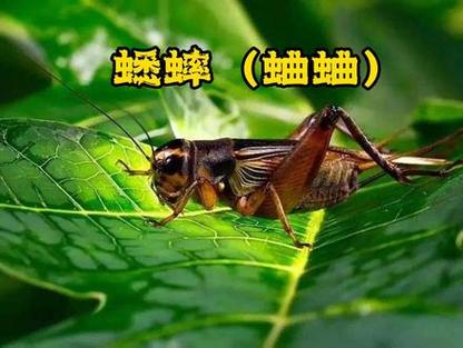 蛐蛐的克星是什么截图2
