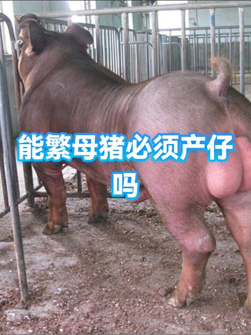 任务猪是真的赚钱吗截图3