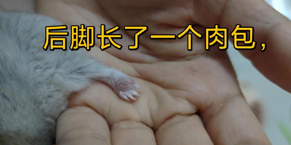 仓鼠后腿长了一个大包截图3