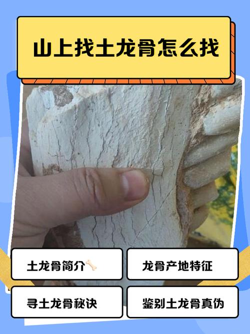 坚龙骨在哪里采集