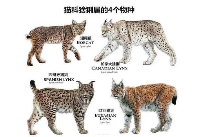 猞猁与狼谁更厉害截图2
