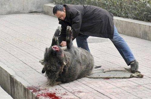 野猪攻击人可以打死它嘛