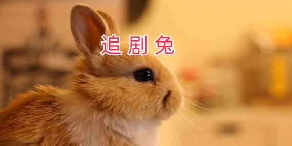 追剧兔app官网免费版截图2