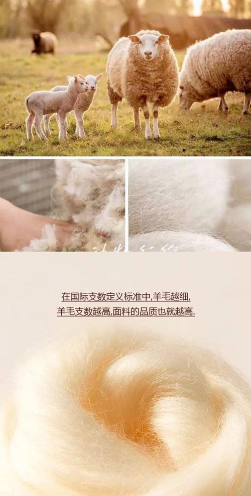 绵羊毛是纯羊毛吗