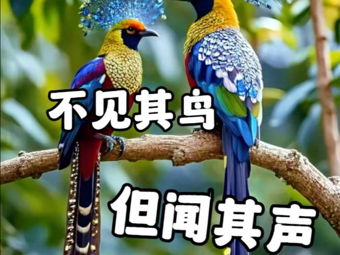 500种鸟鸟叫声mp3截图2
