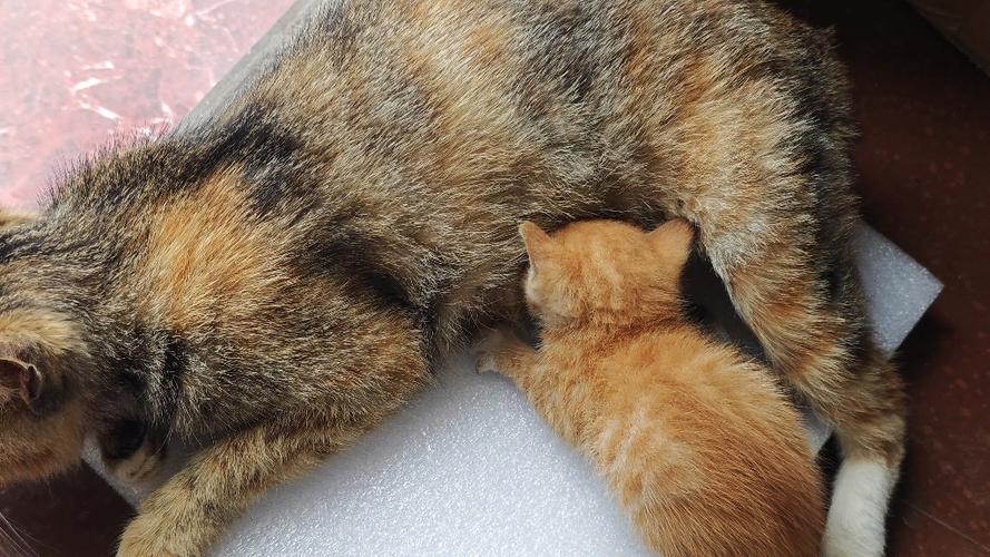 猫对被子踩奶不对人踩奶