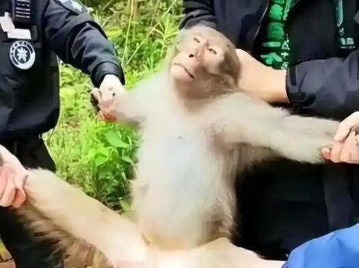 猴子偷东西被打视频 猴子偷东西被打视频
