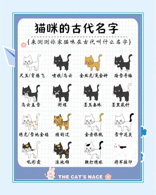 网喵改成什么名字了截图2