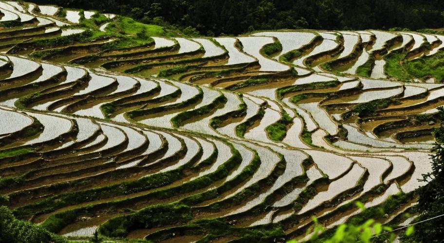 古代种菜的地方叫什么