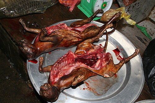 猫肉是癌细胞最喜欢吃的吗