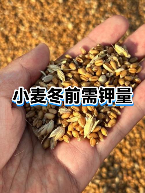 小麦冬前能打矮壮素吗