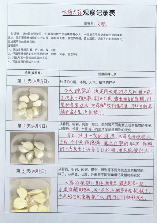 泡大蒜观察日记