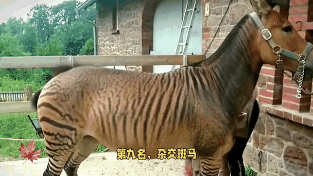 不同动物杂交品种