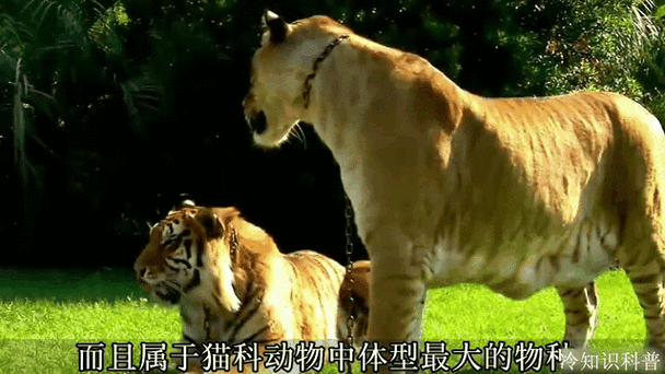 不同动物杂交品种截图2