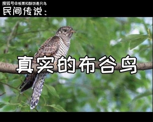 鸟叫声大全播放