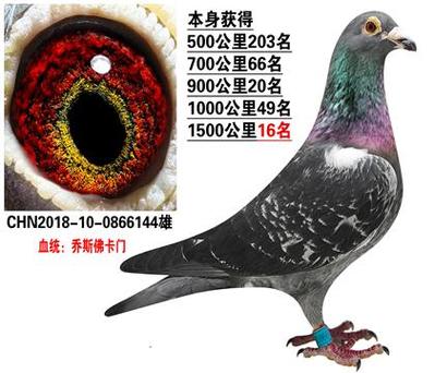 中国信鸽信息网官网手机版截图3