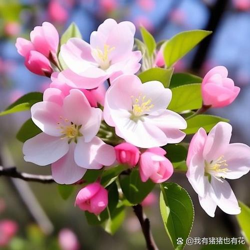 苹果花的花语和寓意图标