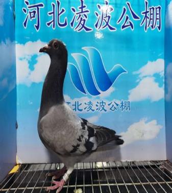 河北凌波