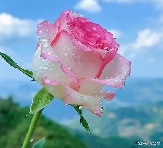 形容看到花开的心情
