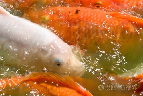 吞食鱼5