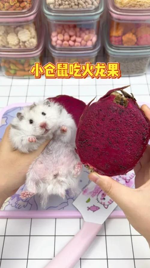 小仓鼠最爱吃什么食物