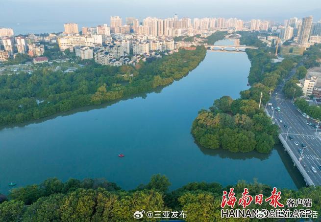 红树林可以生长在河水吗