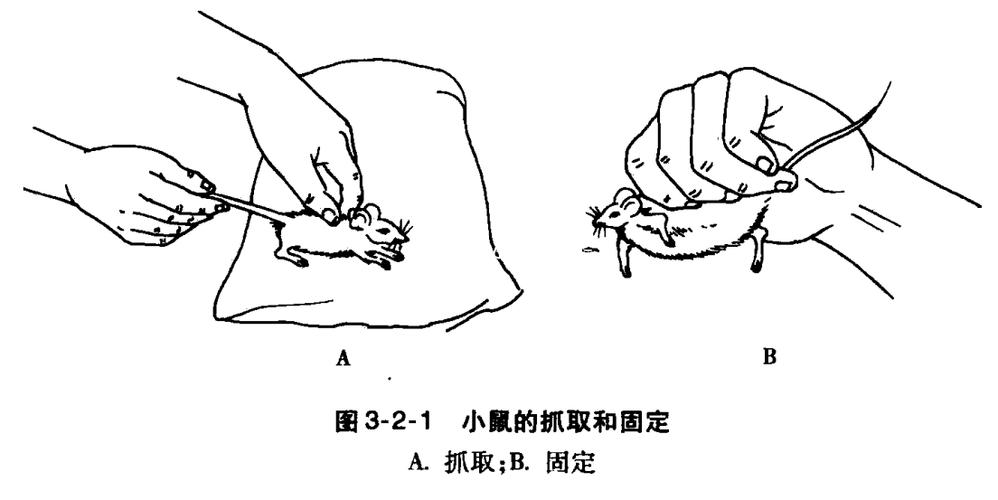 小鼠正确捉拿方法