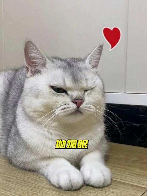 猫成精到底有多可怕