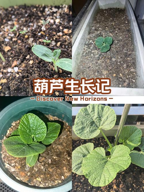 葫芦的生长过程图片
