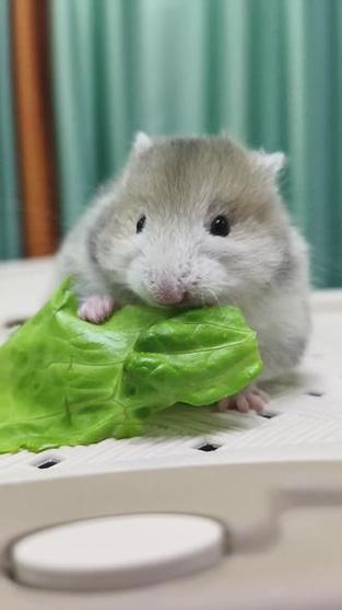 小仓鼠吃什么食物
