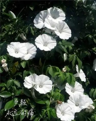 云夕颜截图2