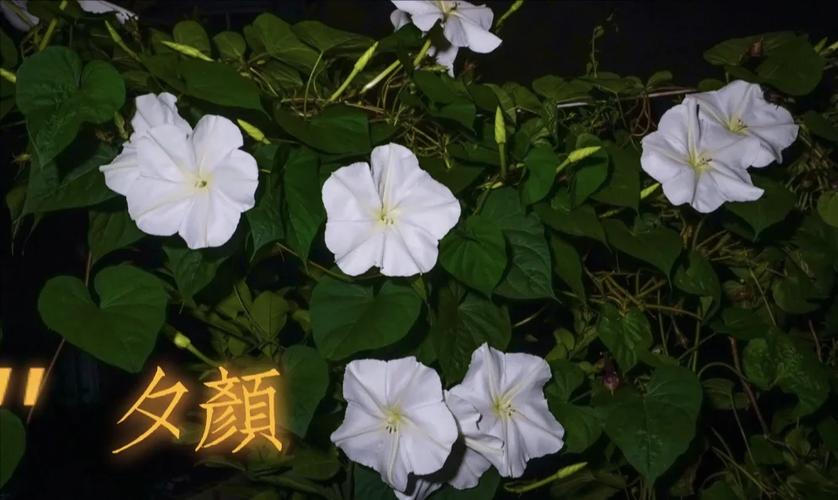 云夕颜截图3