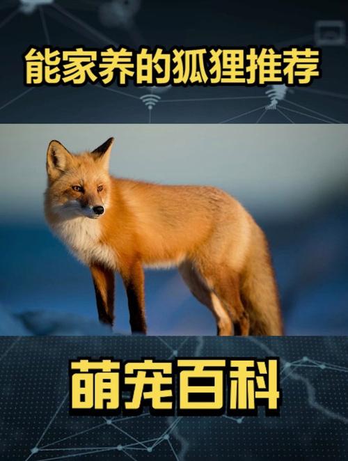 什么狐狸可以当宠物养截图2
